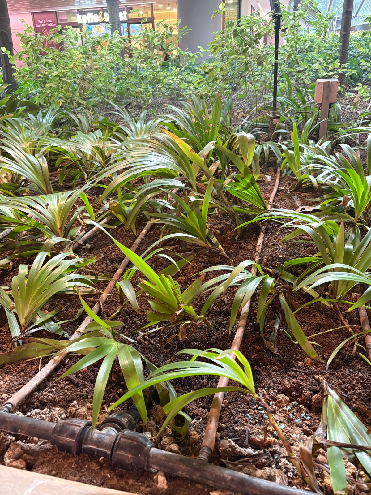 Drip irrigation lines lying on the soil surface of a planted bed beneath a covered walkway, with a retail unit visible behind.