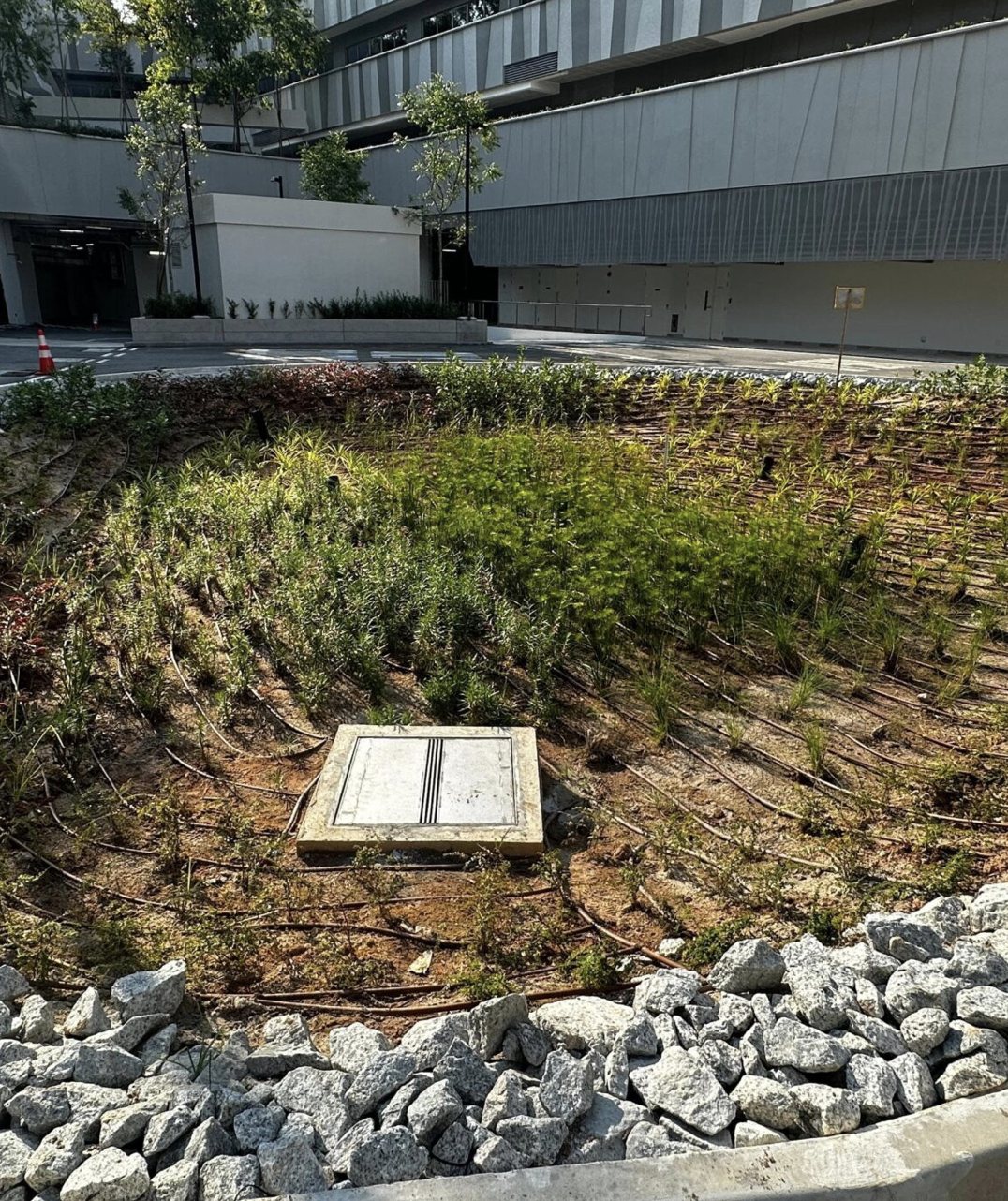 A sunken bioretention basin planted with sedges, edged in coarse granite, with an inspection chamber cover set into the middle and irrigation tubing running across the bed.